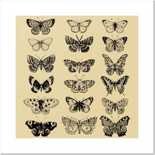 Butterfly Illustrations Posters and Art